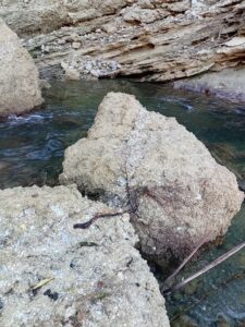 Marine fossils in the rocks