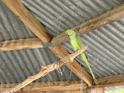 Stunning Indian Redneck Parrots in the Aviary